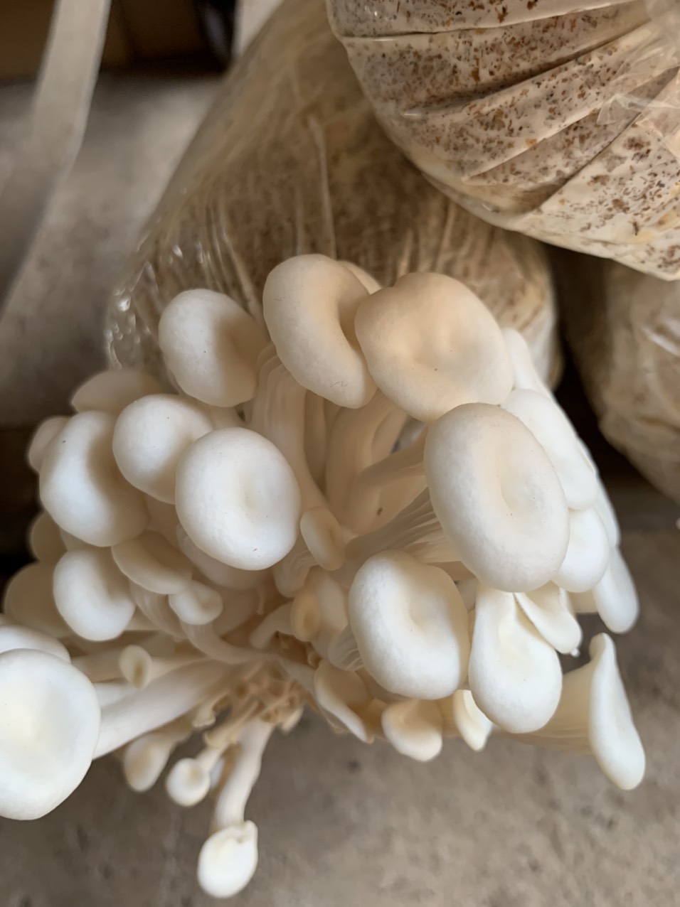 Phôi nấm Sò thái (1 kiện 14 bịch)