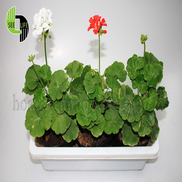 CÂY HOA PHONG LỮ THẢO - CÂY ĐANG NỤ