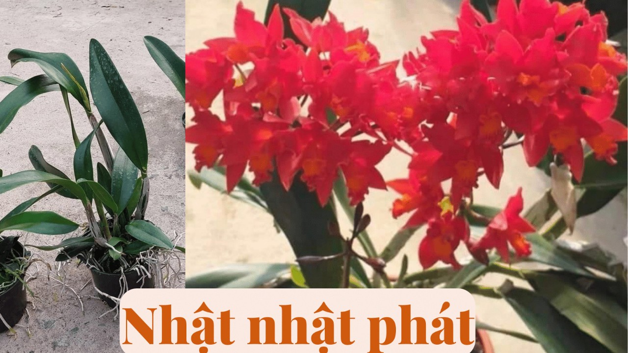 Hoa lan Cát Nhật nhật phát, cattleya tú cầu đỏ hoa thơm, chậu cây trưởng thành, nhiều thân, đang nụ