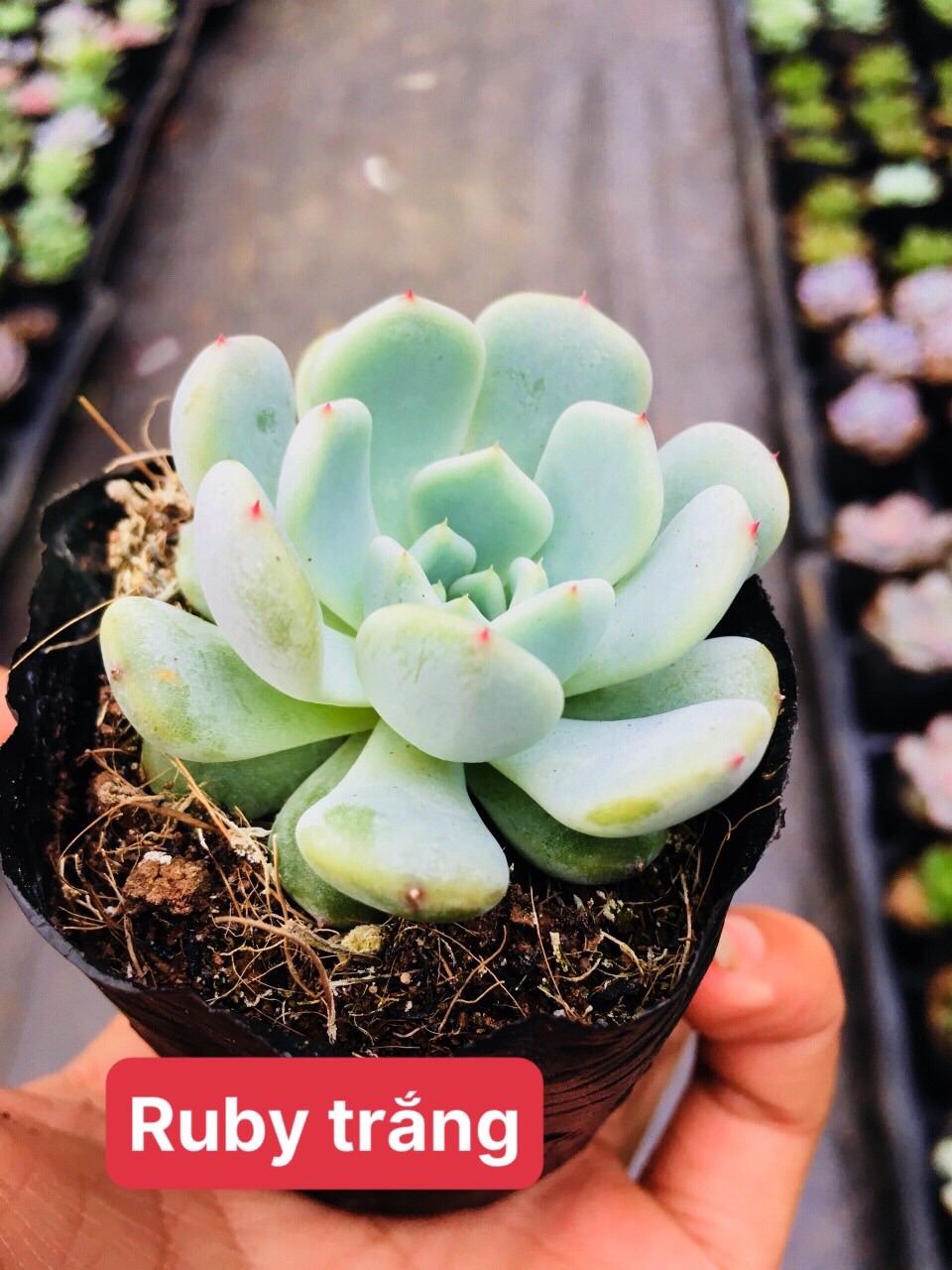 Sen đá ruby trắng