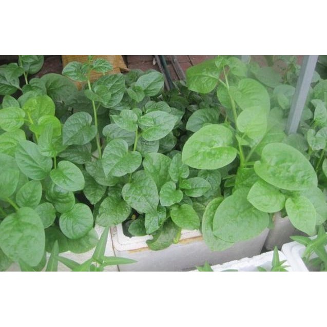Hạt Giống Rau Mồng Tơi 20Gr