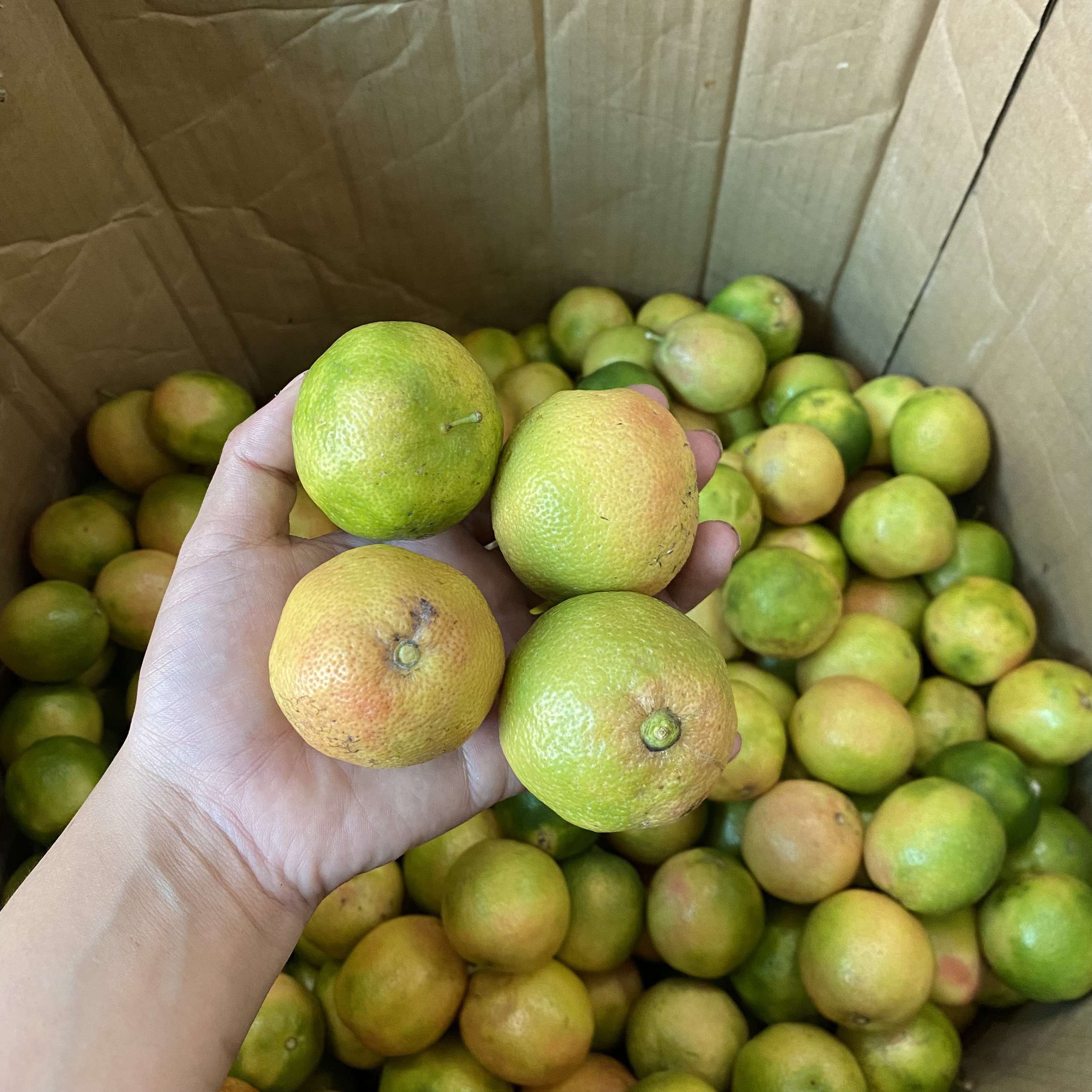 CHANH ĐÀO TƯƠI MỌNG NƯỚC 1KG, 500g