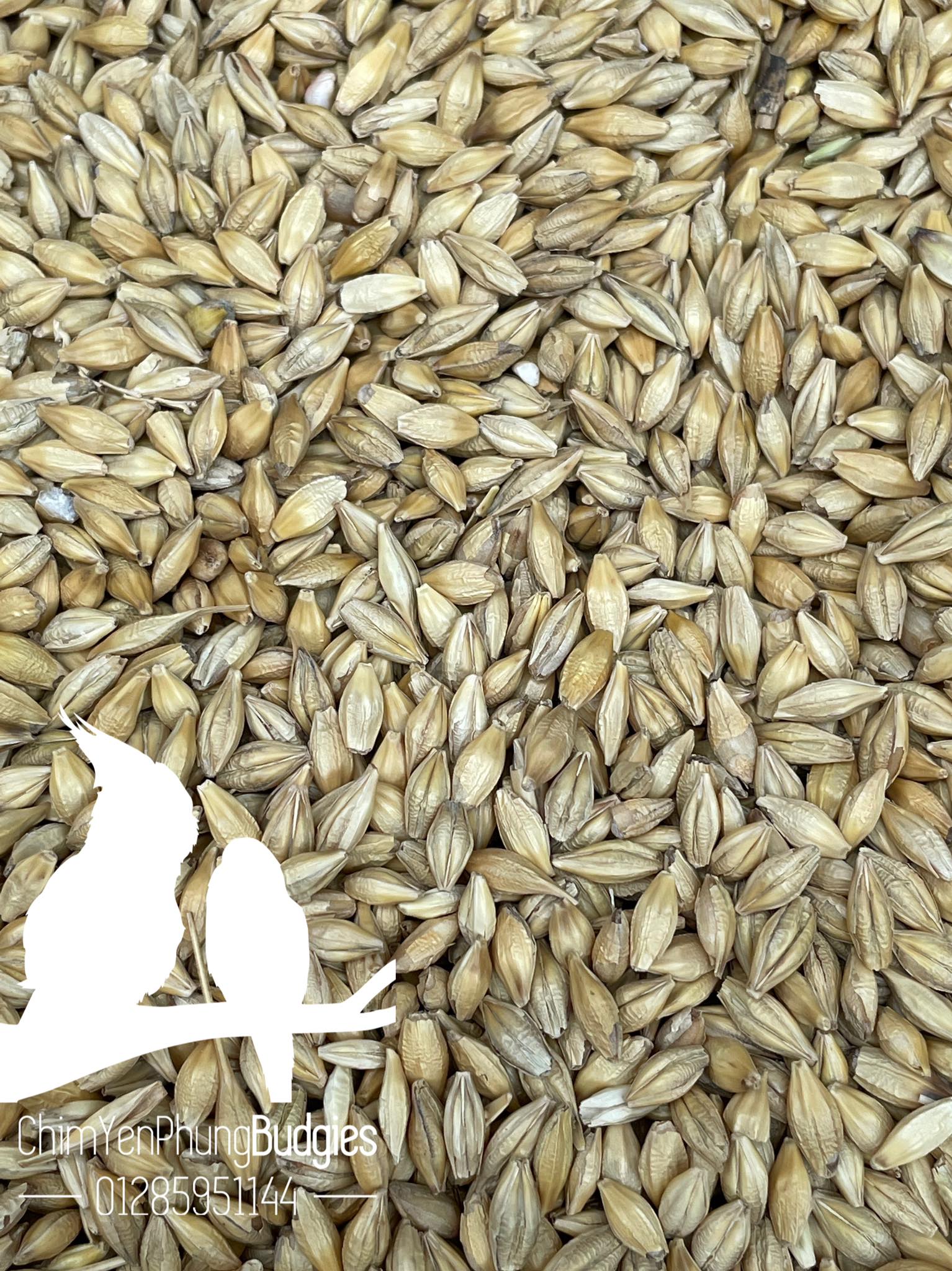 1kg hạt đại mạch (Barley Seed/Raw Barley) đa công dụng.