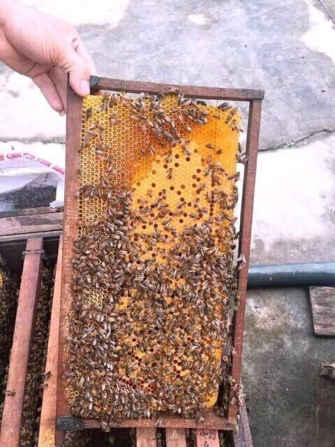 1 lít mật ong rừng nguyên chất