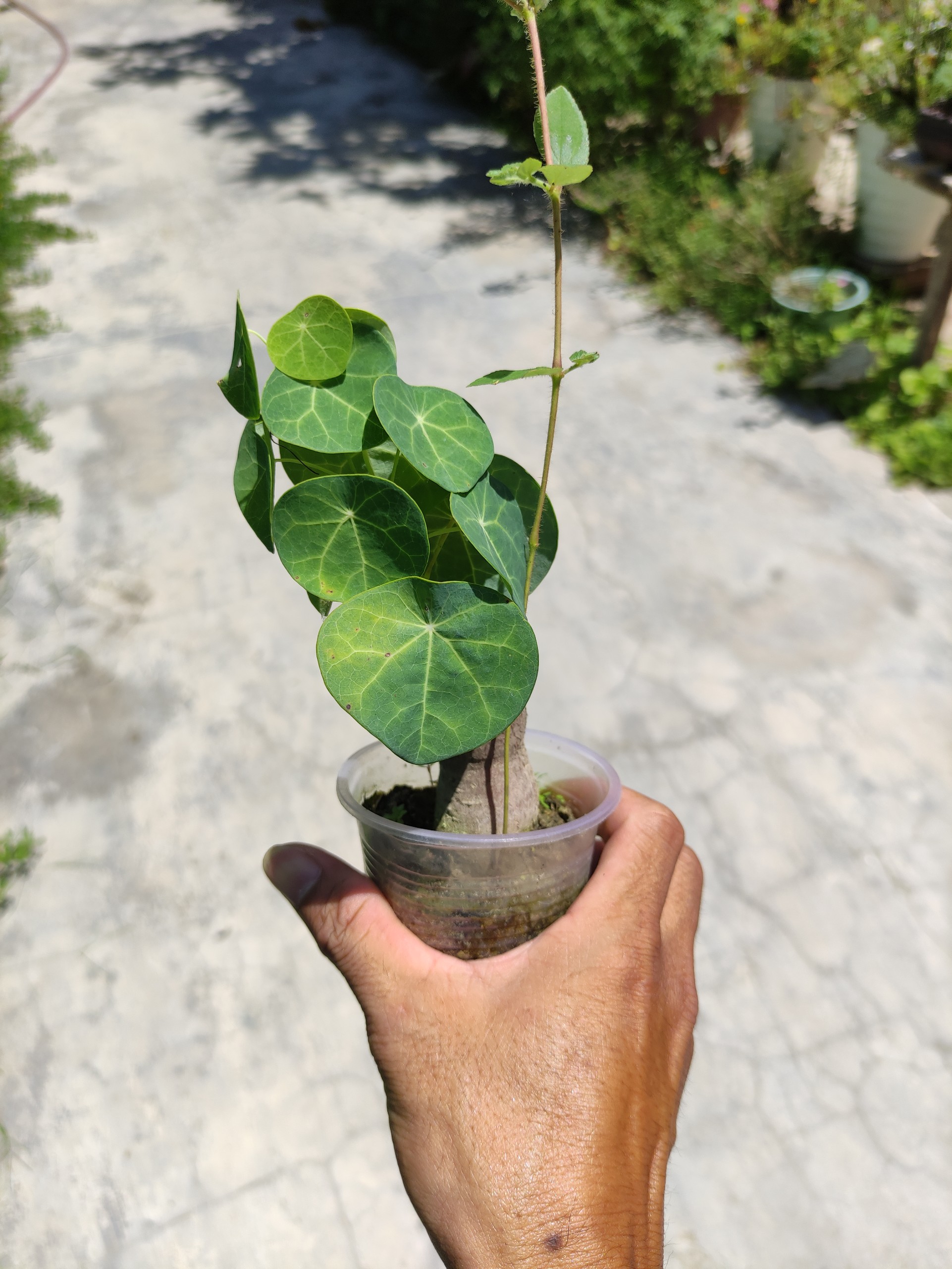 Củ bình vôi
