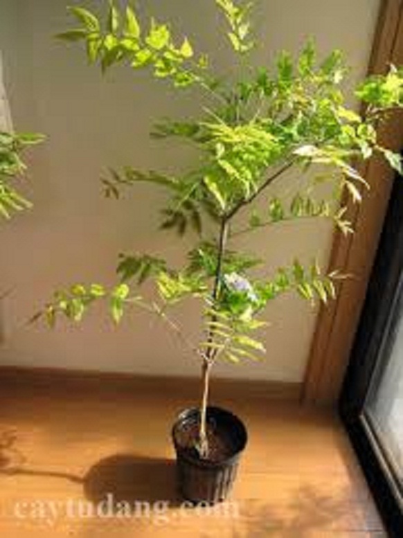 cây giống hoa tử đằng thân gỗ (tem chuẩn giống)