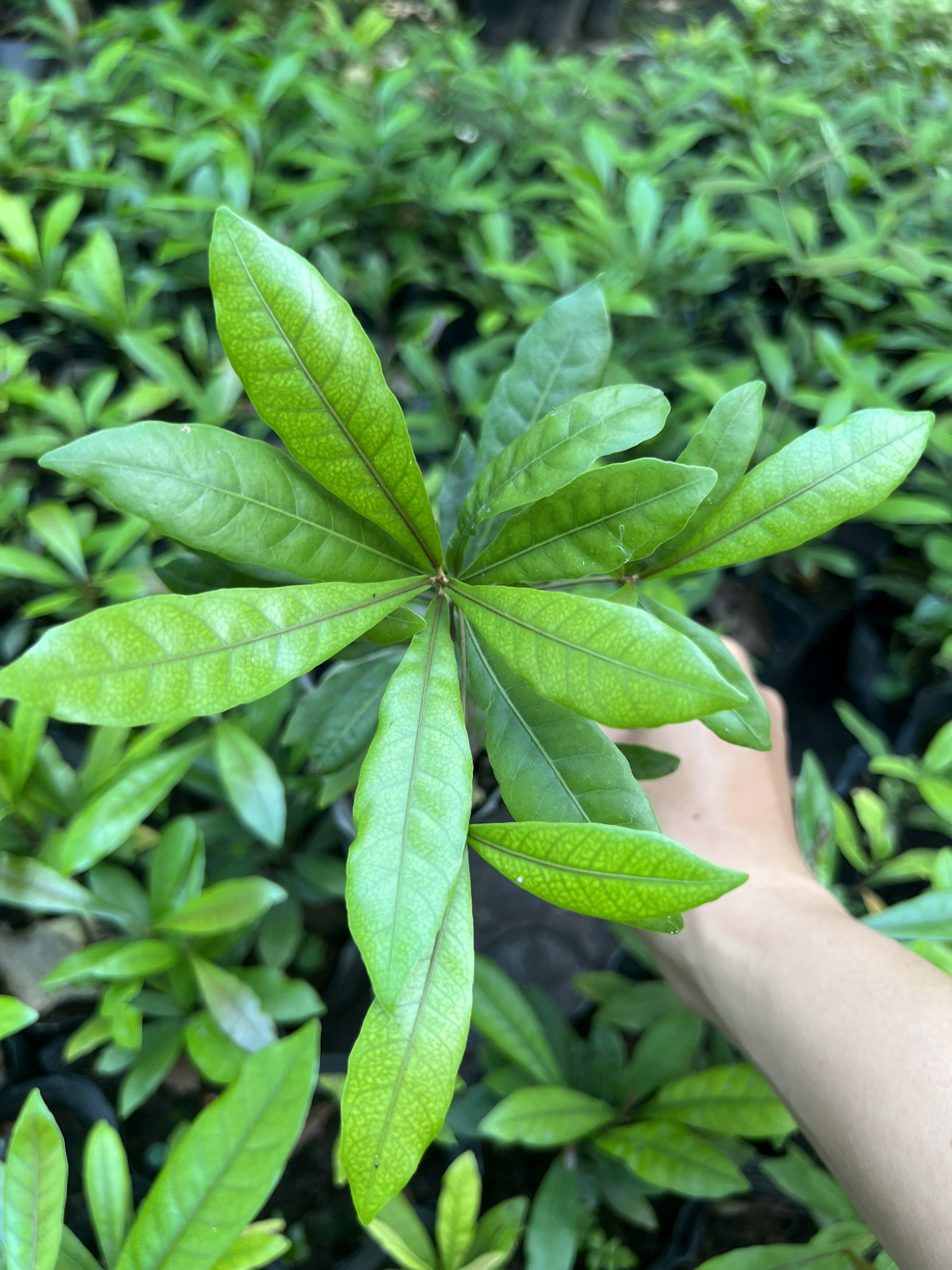 Cây thần kỳ -cây giống cao 10-15cm (mua từ 5 cây trở lên tặng thêm 1 cây)