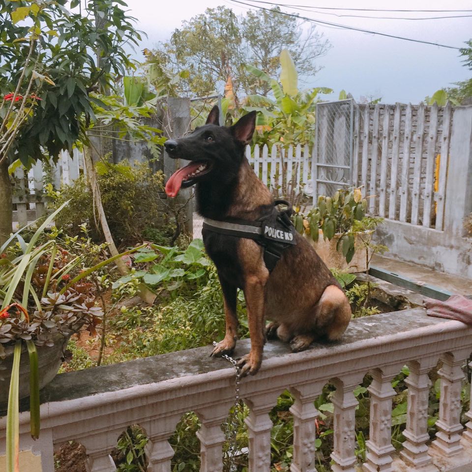 Đai lưng, dây yếm dắt chó police k9 viền phản quang