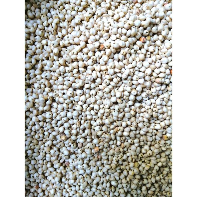 Sỉ toàn quốc 1kg hạt ý dĩ