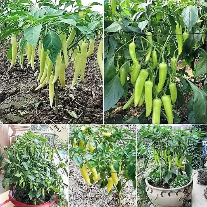 Hạt giống Ớt sừng vàng 0.2gr