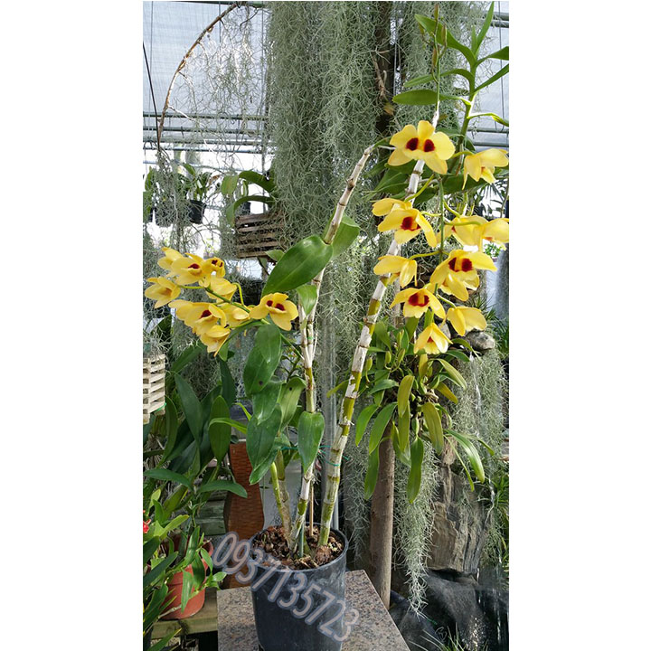 cây Lan Dendrobium Gatton Sunray--[ cây còn nhỏ ]