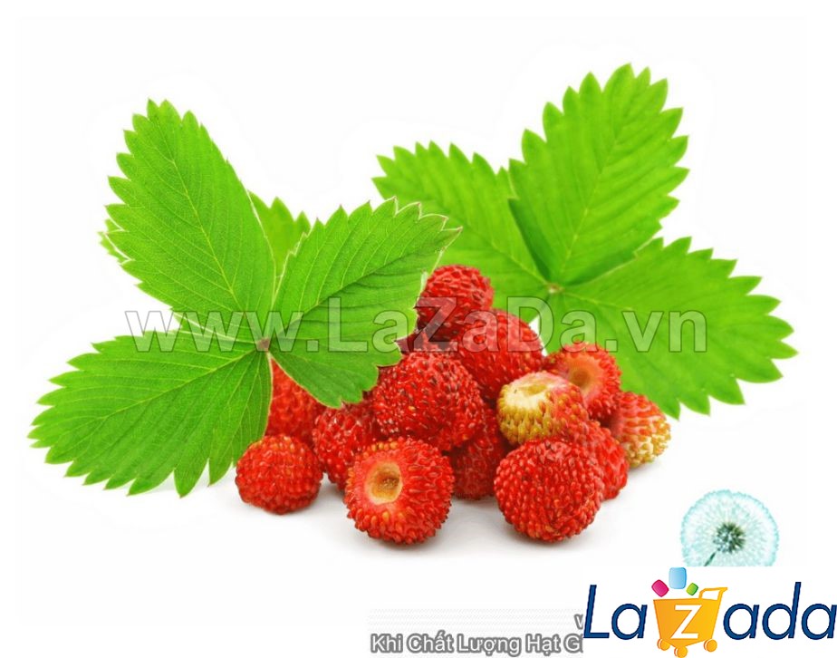 1000.HẠT Hạt Giống Dâu Tây (| A1*W22)