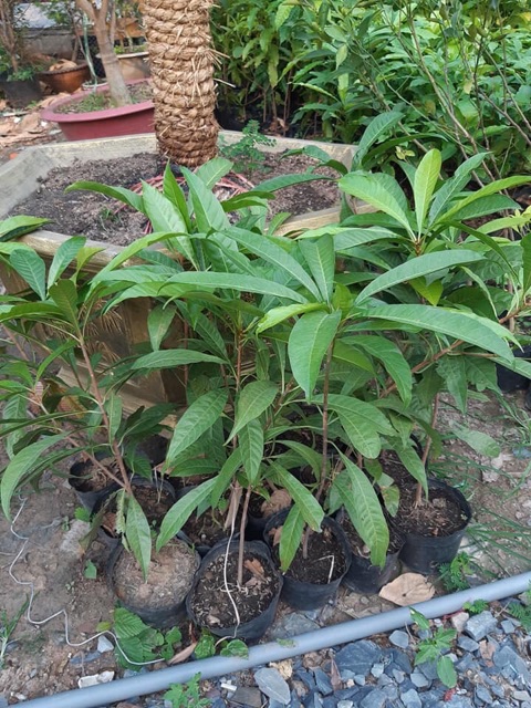 CÂY GIỐNG LÊKIMA ( CÂY TRỨNG GÀ )
