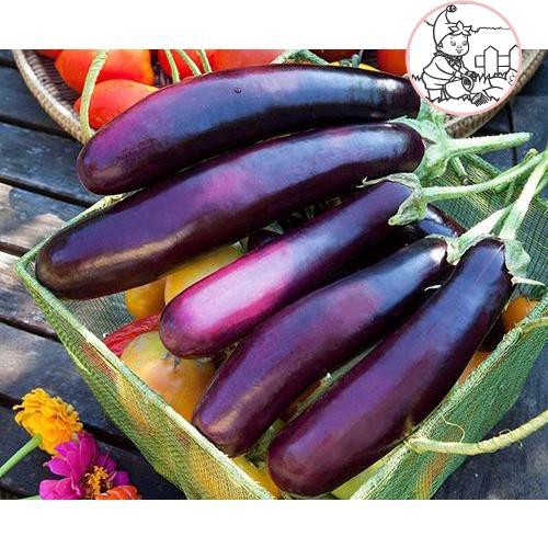HẠT CÀ TÍM DÀI F1 THÁI LAN - GÓI 1 GRAM