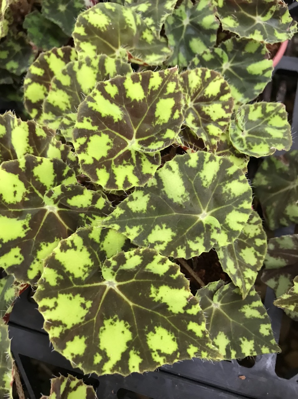 Thu Hải Đường -  Begonia 10 màu sắc