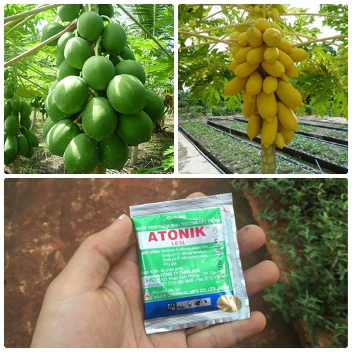 Bộ 2 gói đủ đủ lùn (1đu đủ da vàng 5 hạt-1đu đủ lùn xanh 10 hạt)tặng 1 gói kích mầm