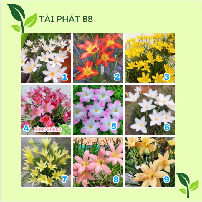 CỦ HUỆ MƯA 10 MÀU ( Mua 5 tặng 5, Mua 10 tặng 10)