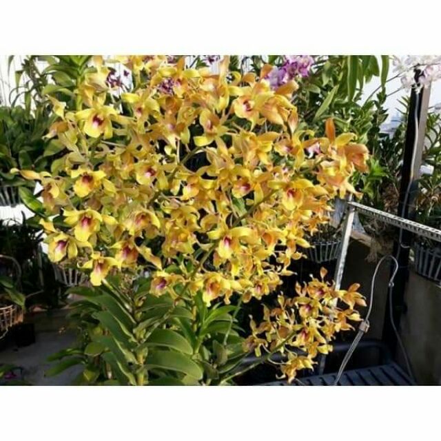 Cây lan dendro lưỡi bò vàng - Giao cây trưởng thành ổn định