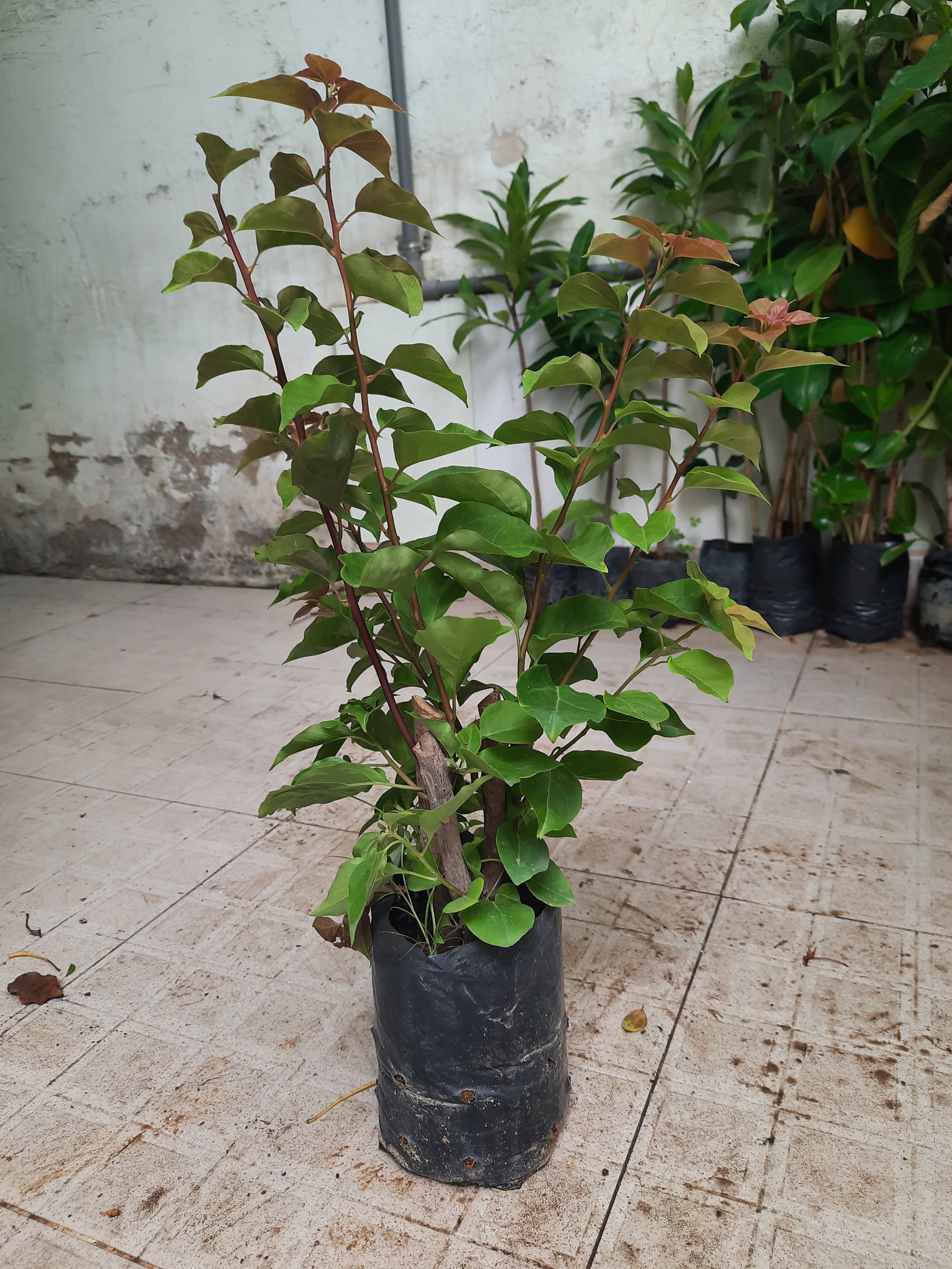 Cây giống hoa giấy bông chùm