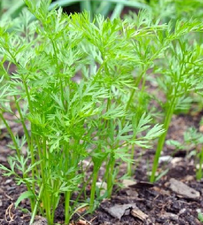 " Gói 100 "Hạt giống Cà rốt tím lai F1 [Seeds]