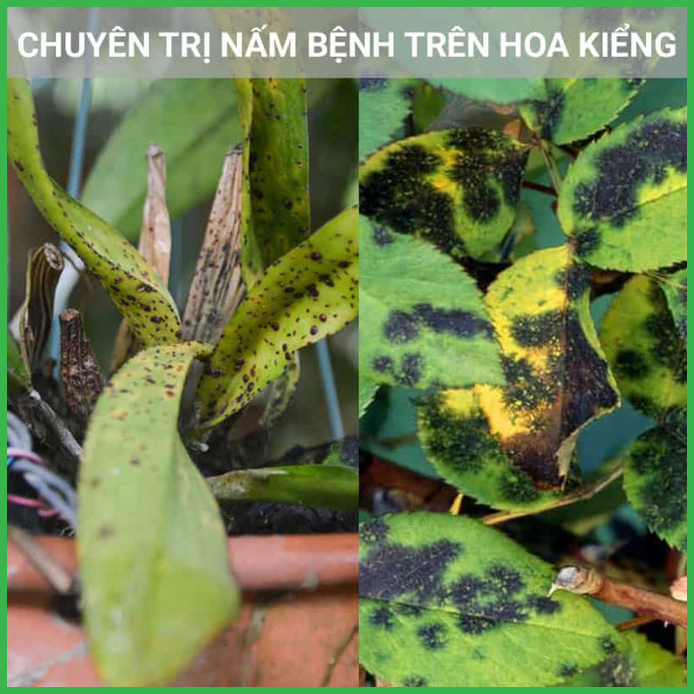 Thuốc Trị Vi Khuẩn Starner 20WP Cho Lan Và Cây Kiểng