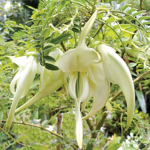 Hạt giống cây bông so đũa