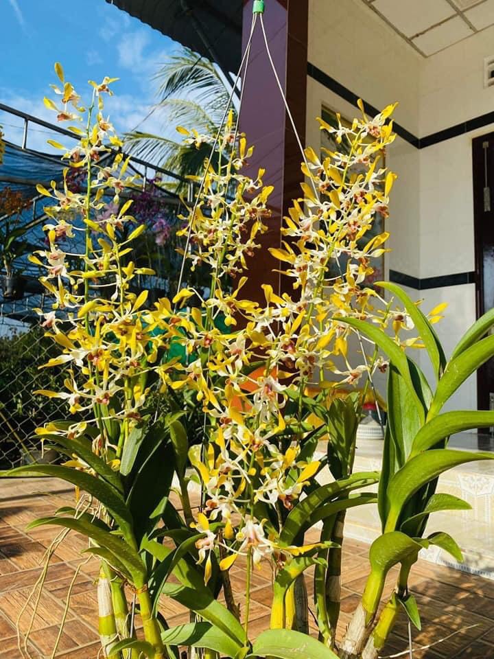Denro nắng xưa tre vàng lưỡi đỏ thơm