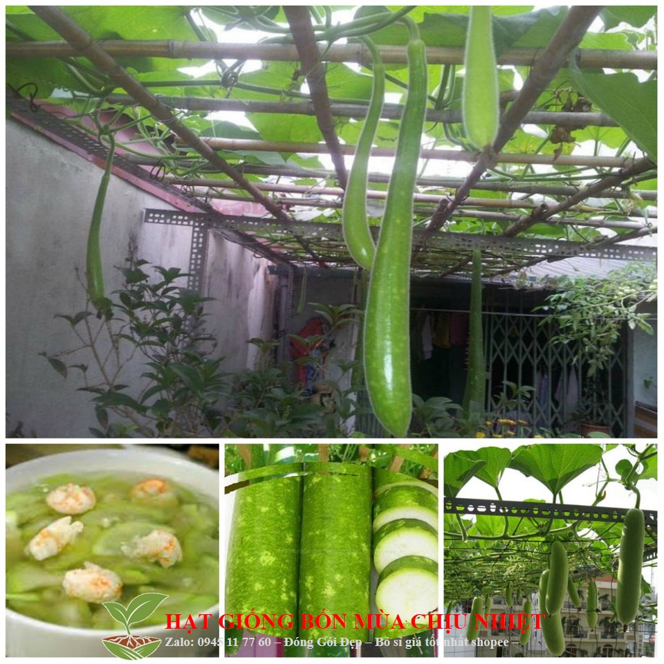 33B [Giá Gốc] Hạt Giống Bầu Sao Quê Quả Dài - 10 Hạt