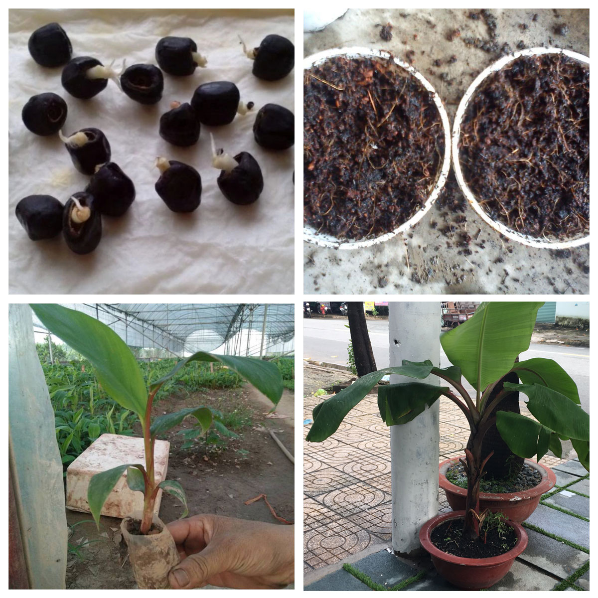 Hạt Giống Cây Chuối Đỏ (  Chuối Dacca ) - Gói 3 hạt - KNS