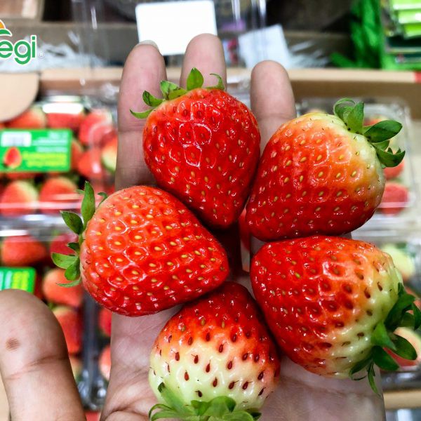 282A Hạt Giống Dâu Tây Hàn Quốc 50 Hạt