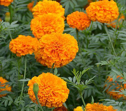 Hạt Giống Hoa Cúc Vạn Thọ Cao Nhiều Màu (0.1gr)