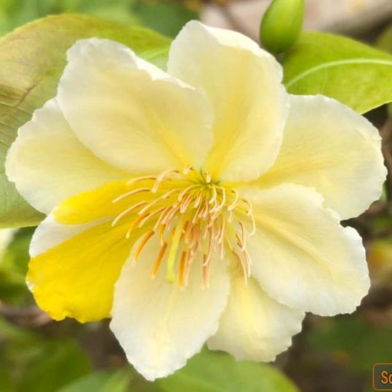 Cây mai nhị ngọc toàn - gốc ghép bonsai