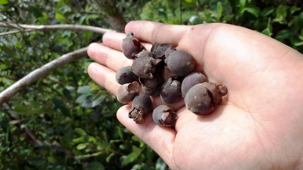 500gr Quả sim rừng khô hàng Kon Tum