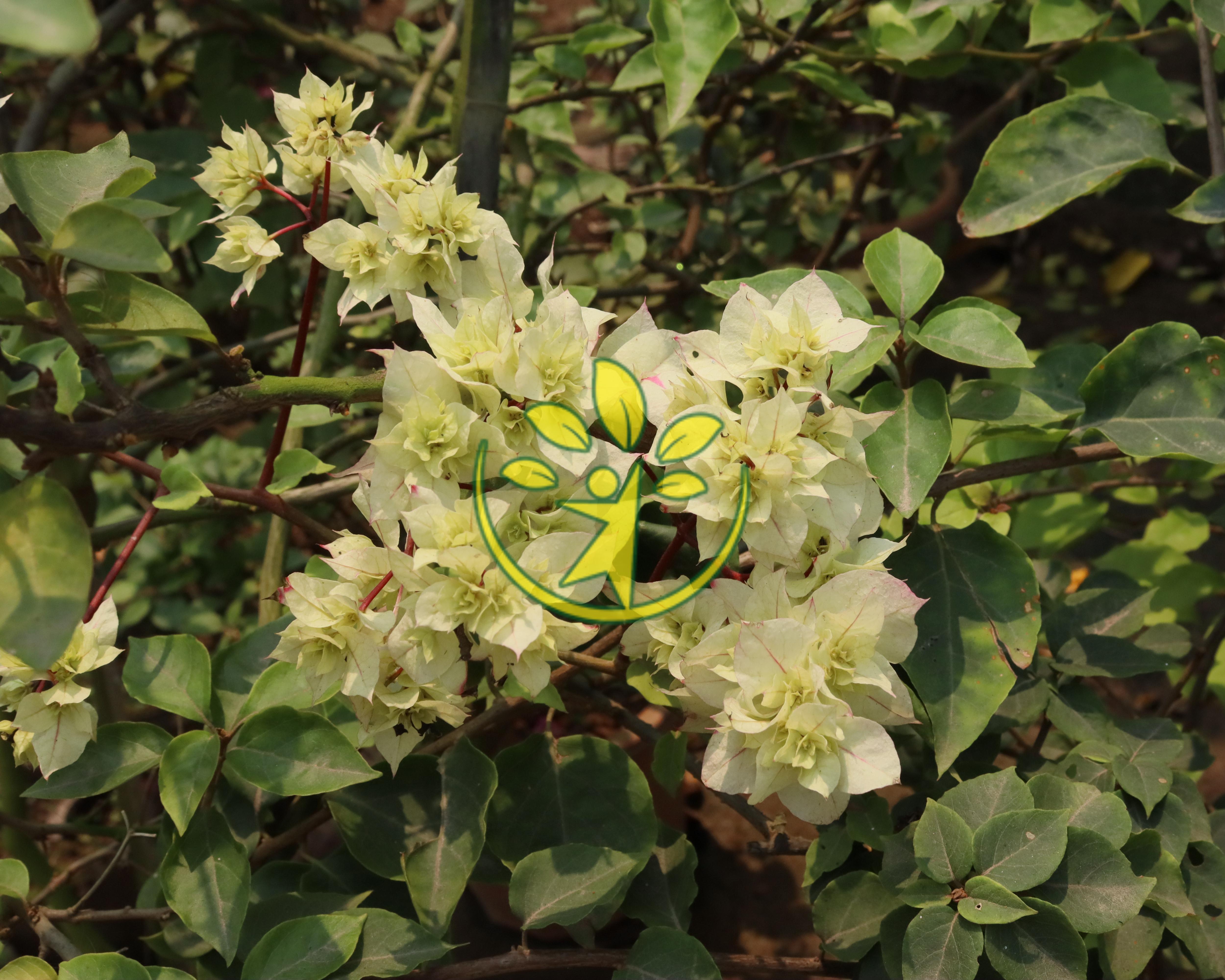 Chậu cây hoa giấy cao 70 - 80 cm chuẩn hàng