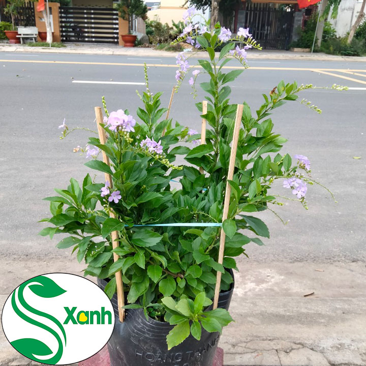 Cây chuỗi ngọc hoa tím