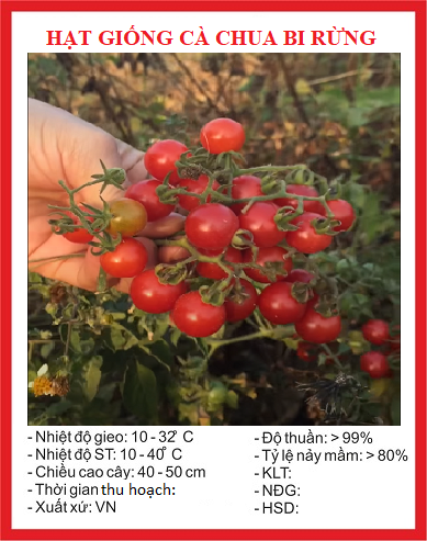 Hạt giống cà chua bi rừng - Gói 20 hạt