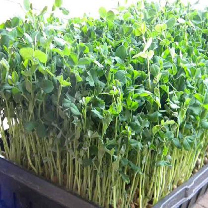 Hạt giống mầm đậu hà lan - Gói 50gram - VTNN2
