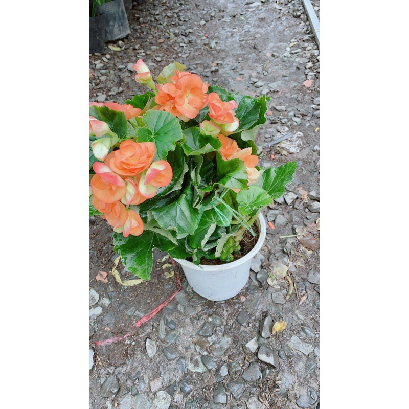 [HCM]Hoa Thu Hải Đường