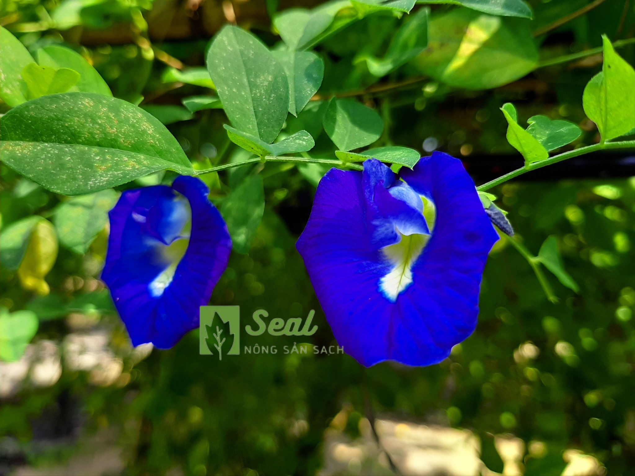 HOA ĐẬU BIẾC TƯƠI 50G