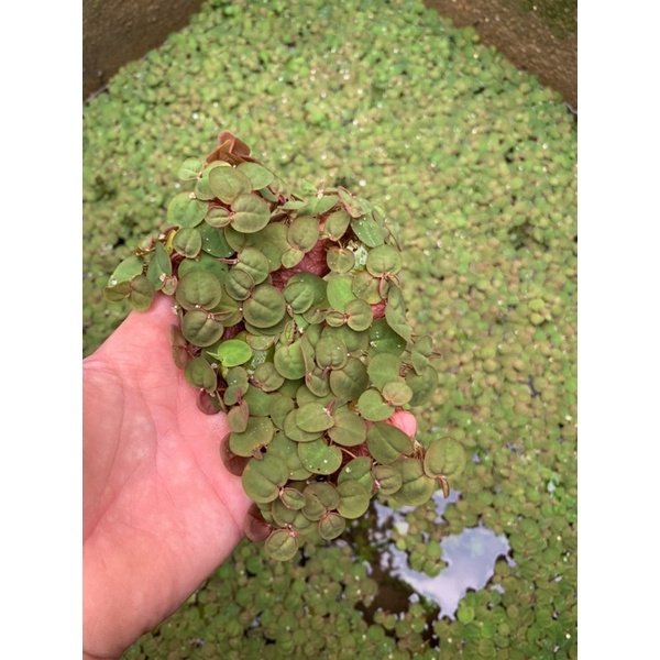 BÈO RỂ ĐỎ THỦY SINH (15 cây)