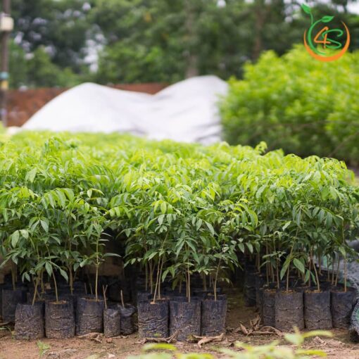 Cây mắc mật giống (cây khỏe, được kiểm tra cây)