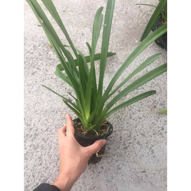 Phong lan kiếm vàng nhập từ Thái Lan