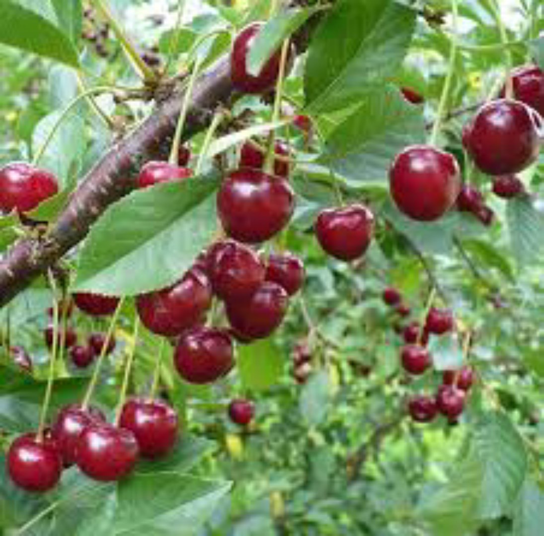 Túi 10 Hạt Giống Cherry F1. Năng Xuất Cao - Nhiều Dinh Dưỡng - Giá khuyến Mại - kèm Quà Tặng.