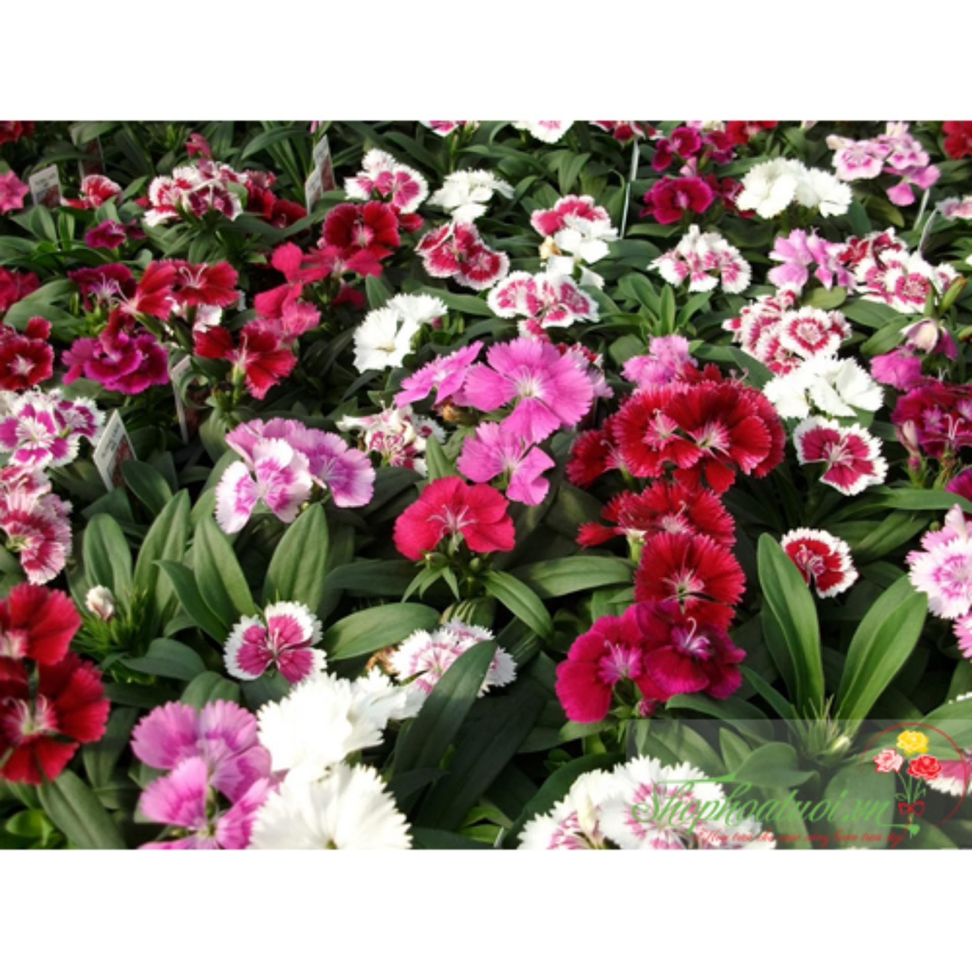 100 Hạt giống Cẩm chướng đơn mix (tặng Kích nẩy mầm, Hướng dẫn ươm)