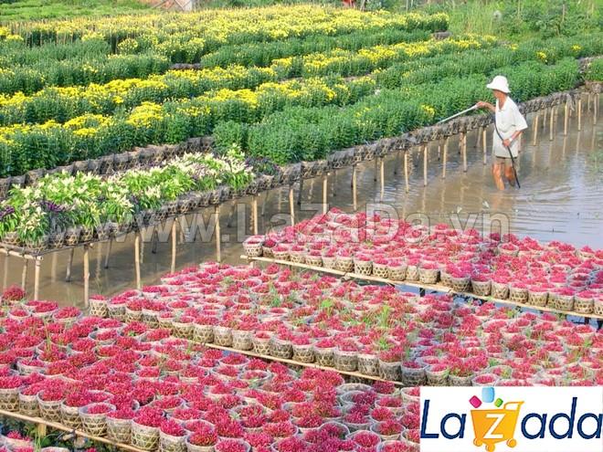 2Gr Hạt Giống Xà Lách Lollo Rossa (B1.402| B49*W52*M150)