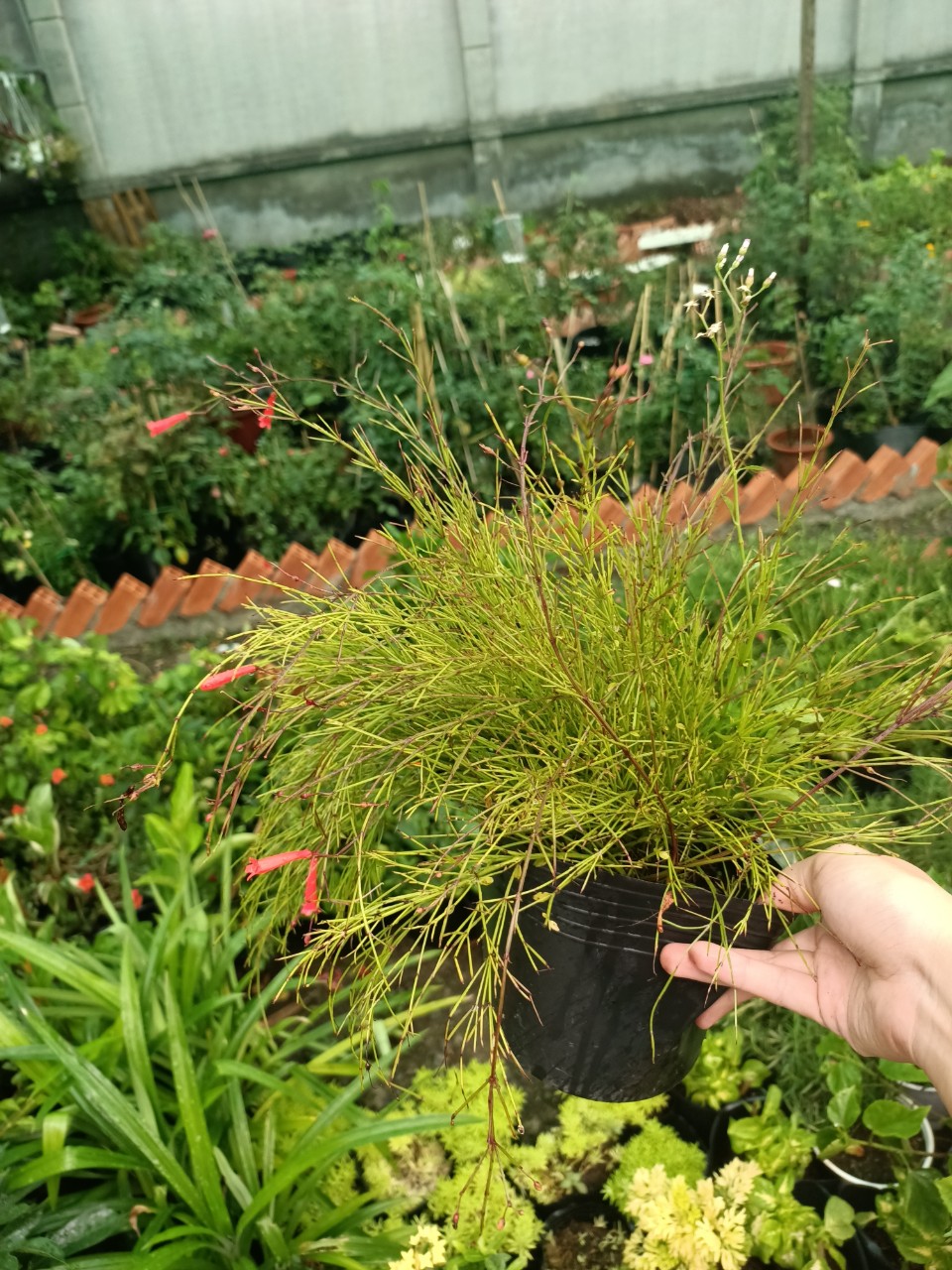 Cây liễu hoa đỏ - cây kiểng dễ chăm dế sống