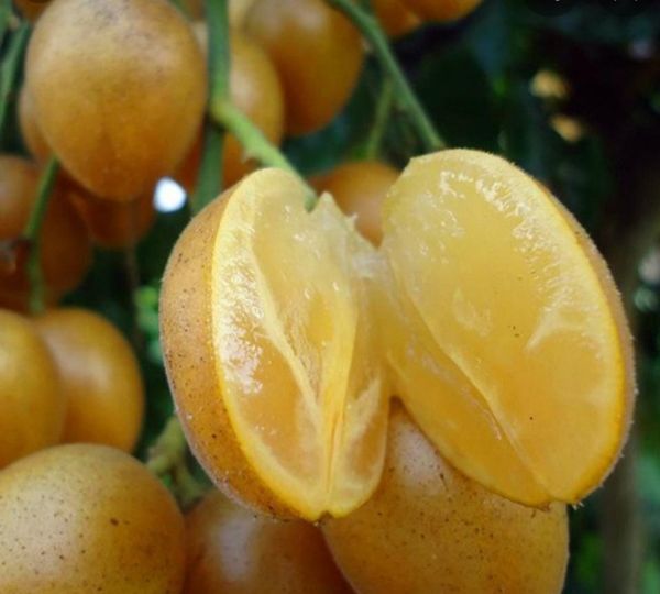 Cây quất hồng bì