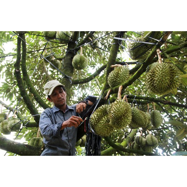 CÂY GIỐNG SẦU RIÊNG MUSANG KING (GIỐNG SẦU RIÊNG MALAYSIA HẠT LÉP)