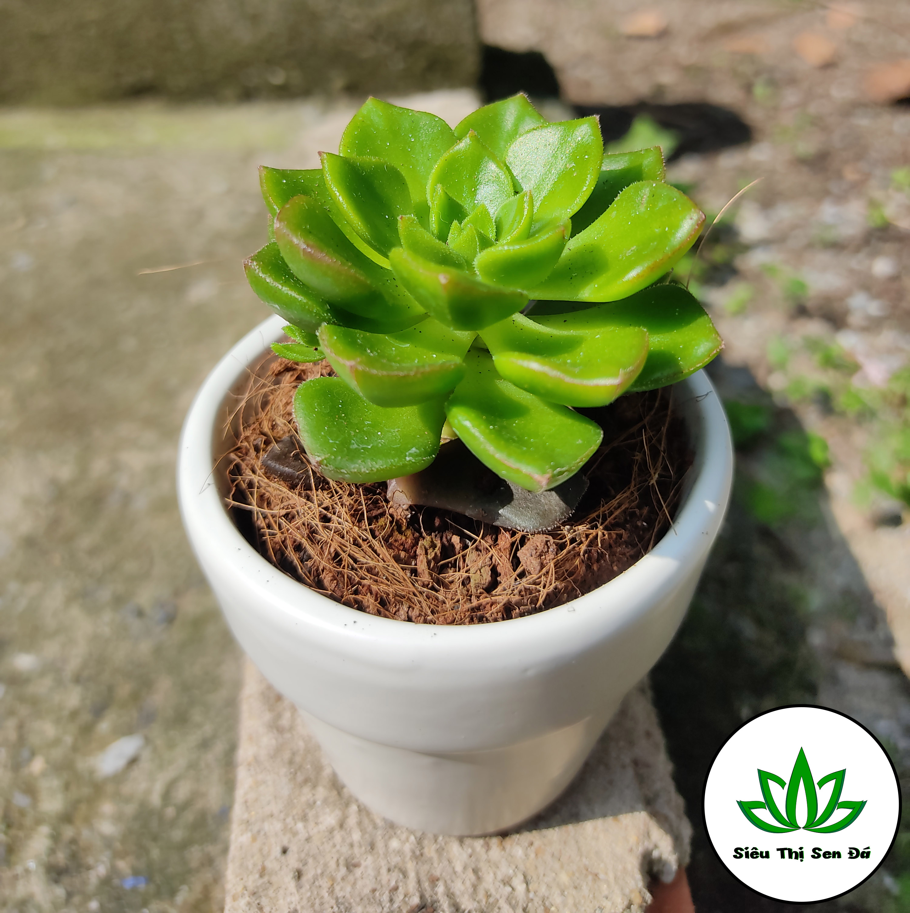 Sen Đá Mai Đỏ Đà Lạt Đường Kính 4-6cm