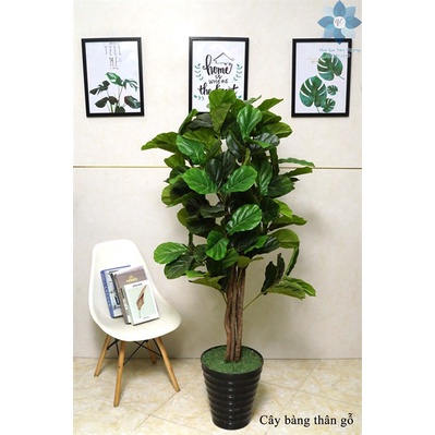 Cây giả 🌺 cây bàng thân gỗ, cây bàng singapore